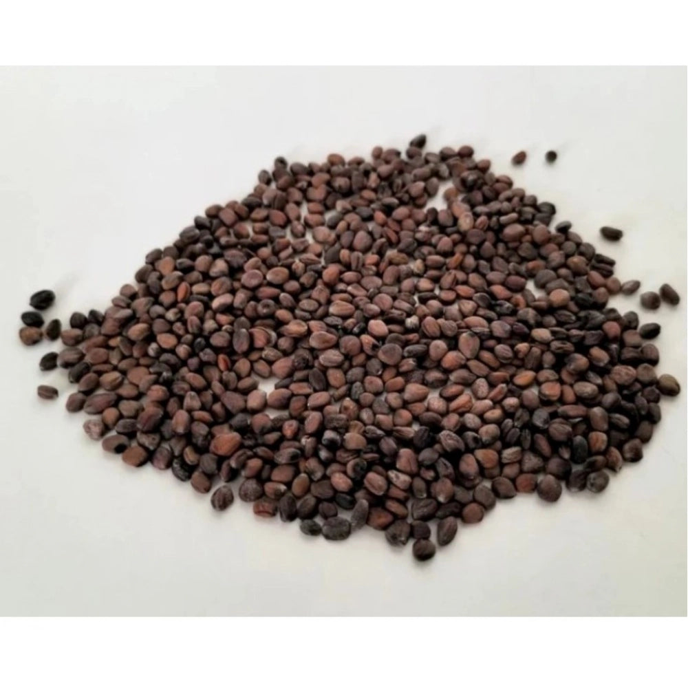 Generic Sango Radish Microgreen Seeds – Quick Harvest, Suitable for Any Space